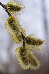 Close-up of flowering plant