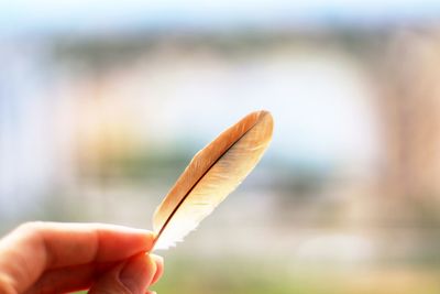 Close-up of hand holding feather