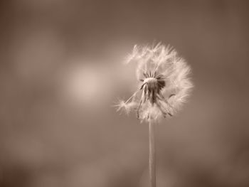 Close-up of dandelion
