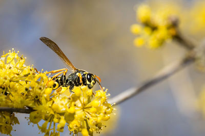 Close-up of insect on flowers