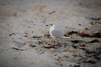 High angle view of seagulls on beach