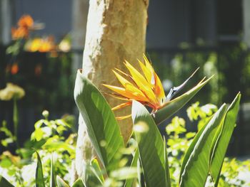 Close-up of flower growing in field