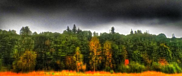 Scenic view of forest against sky