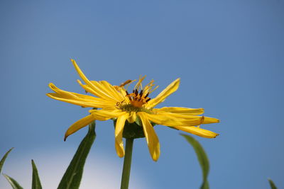 Close-up of yellow flower against clear sky