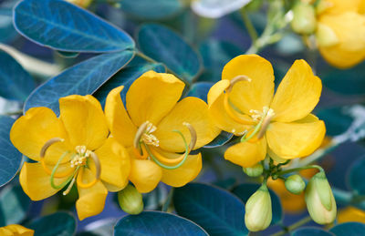 The brilliant canary-yellow of 3 senna pendula var. glabrata or easter cassia/winter senna flowers.