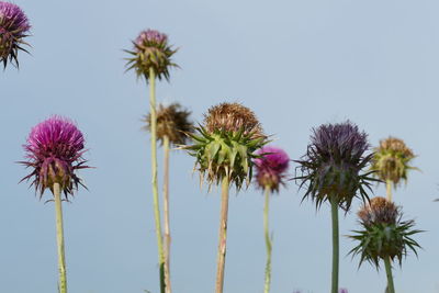 Low angle view of pink flowering plants against sky