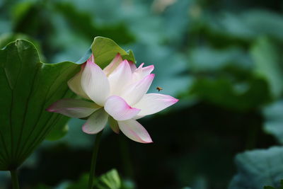 Insect buzzing over flower