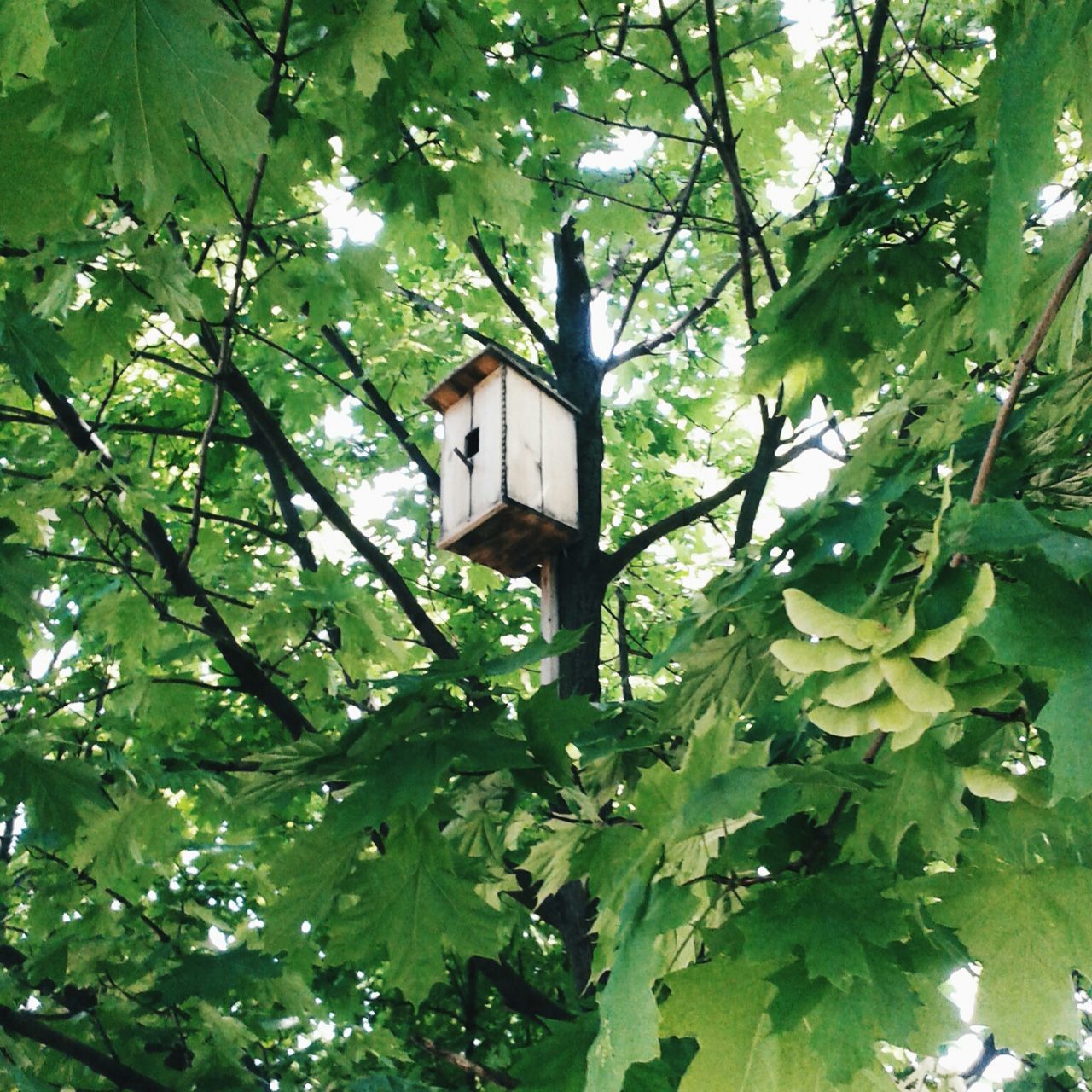 tree, low angle view, leaf, growth, branch, building exterior, built structure, green color, architecture, nature, day, outdoors, plant, no people, lush foliage, tree trunk, sunlight, sky, green, beauty in nature