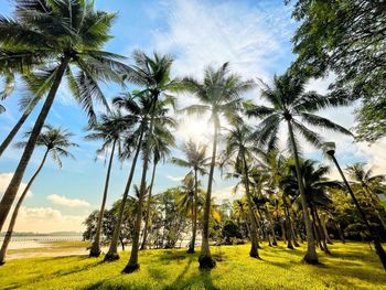 Palm trees on field against sky