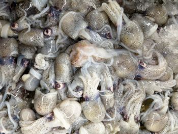 Full frame shot of fish for sale in market