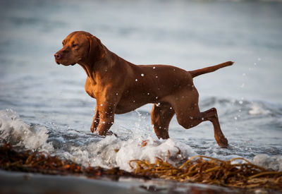 Side view of a dog running in water