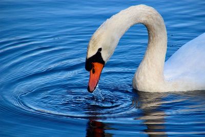 View of swan swimming in lake