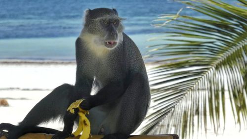 Close-up of monkey sitting at beach
