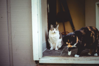 A tabby and calico cat in an entryway looking outside