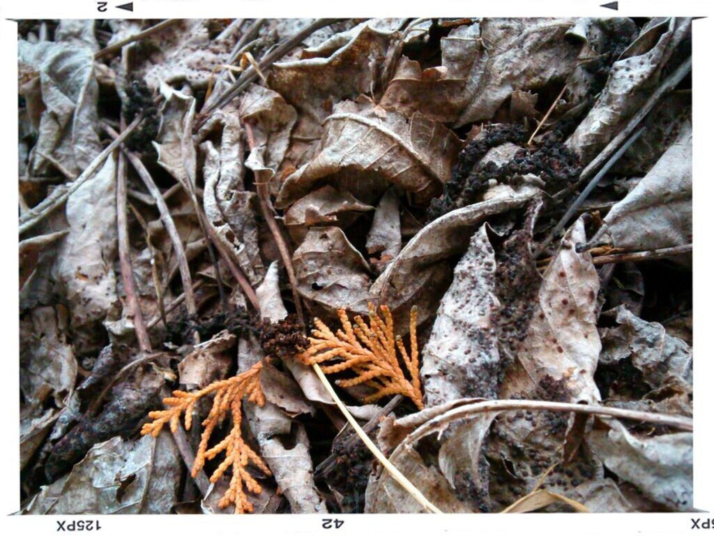 transfer print, auto post production filter, dry, close-up, nature, full frame, dead plant, wood - material, high angle view, leaf, backgrounds, forest, day, outdoors, no people, abundance, twig, root, textured, aging process