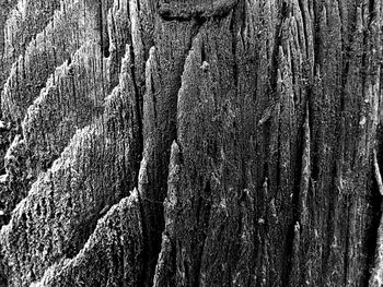 Full frame shot of tree trunk