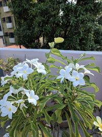 Close-up of white flowering plant