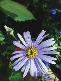 Close-up of insect on flower blooming outdoors