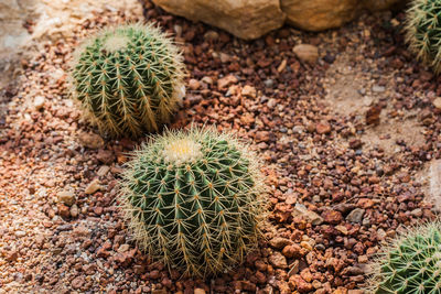 Close-up of cactus growing on field