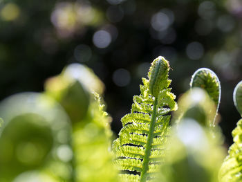 Close-up of fresh green plant