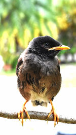 Close-up of bird perching on railing