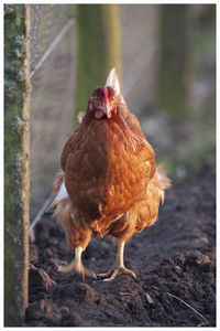 Close-up of a bird