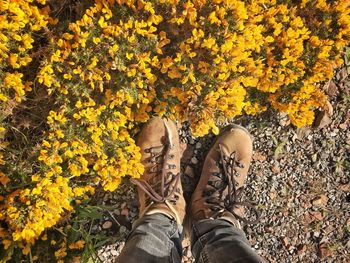 Low section of person standing on yellow autumn leaves