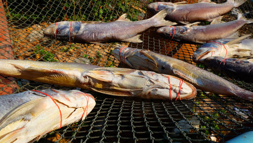 Made dried fish on net with sunlight local thai food preservation in fisherman village.