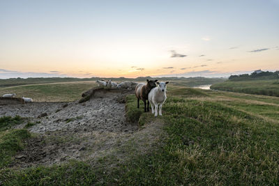 View of sheep standing at coast