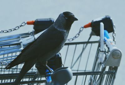 Close-up of bird perching on metal railing