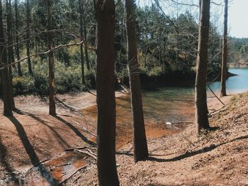 Trees in forest