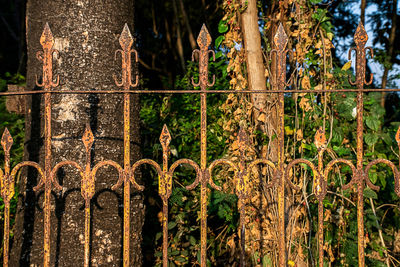 Close-up of metal fence against trees