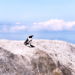 View of penguins on rock by sea against sky