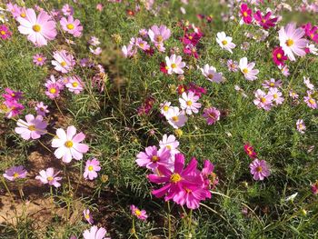 High angle view of pink flowering plants on field