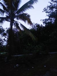 Low angle view of trees against sky