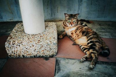 Cat sleeping on floor