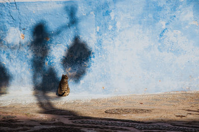 Cat sunbathing in front of a blue wall with the shadow of a streetlamp