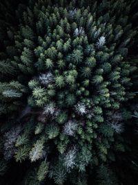 Full frame shot of pine tree