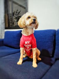 Cute dog sitting on sofa at home