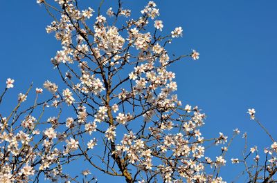 Low angle view of flowers blooming on almond tree against clear sky