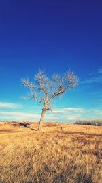 Bare tree on landscape against blue sky