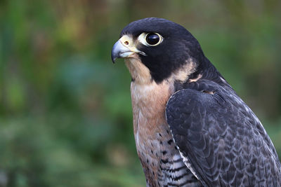 Side protrait of a peregraine falcons head