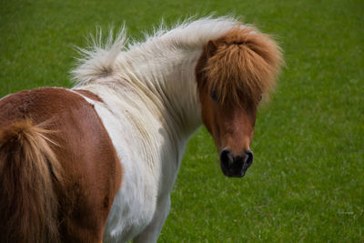 Close-up of horse standing on field