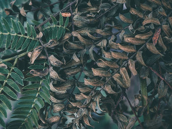 Full frame shot of dry leaves