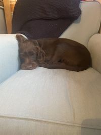 Dog sleeping on sofa at home