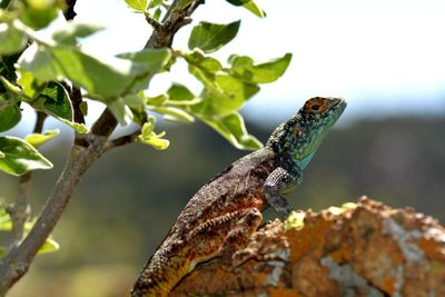 Close-up of a lizard on tree