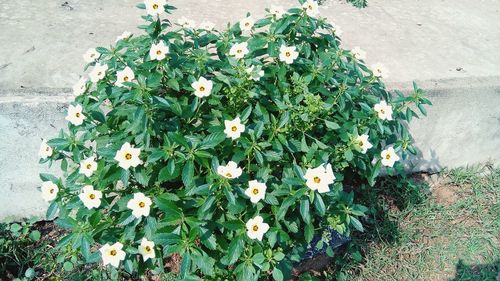 High angle view of flowering plant