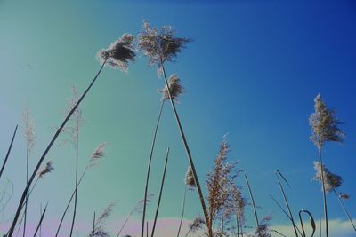 Low angle view of flower trees against clear sky