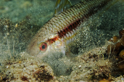 The striped red mullet or surmullet, mullus surmuletus, from mljet island, croatia