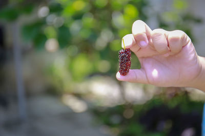 Close-up of hand holding berries